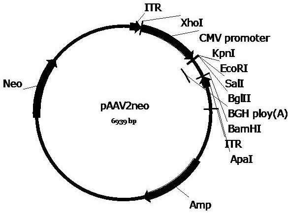 A gene therapy drug for congenital black disease