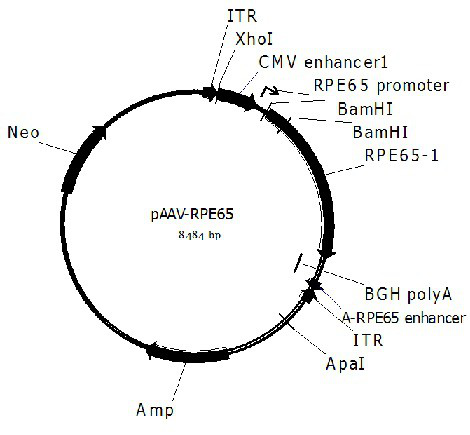 A gene therapy drug for congenital black disease