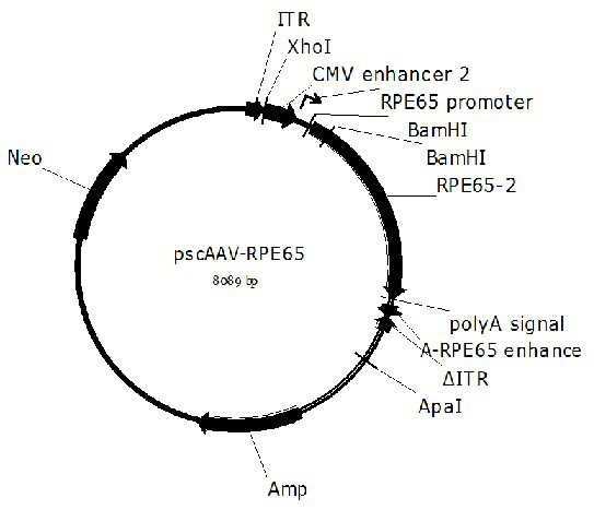 A gene therapy drug for congenital black disease