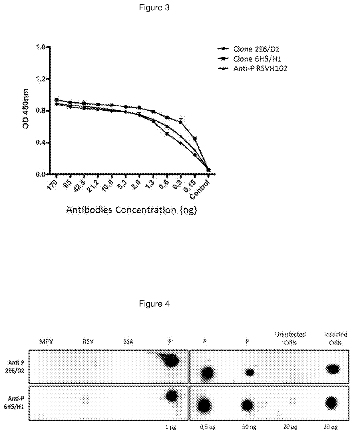 Monoclonal antibodies specifically for the antigen P of the human respiratory syncytial virus, produced and secreted by the cells hybridomas, useful for detection and diagnostic of the infection caused by RSV