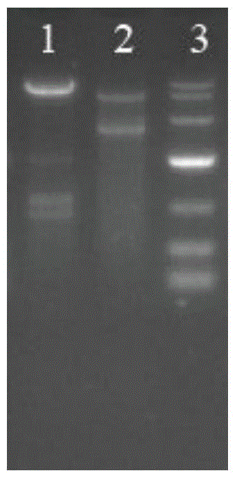 Recombined Corynebacterium glutamicum for producing L-Phe and constructing method and application thereof