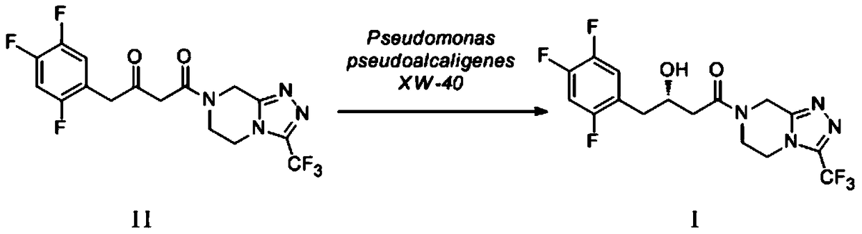 Pseudomonas alcaligenes-like strain and its application in the preparation of sitagliptin intermediate