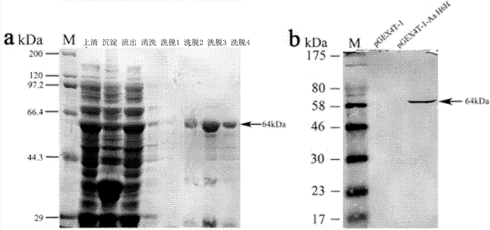 Method for catalytically synthesizing scopolamine and recombinant bacterial strain