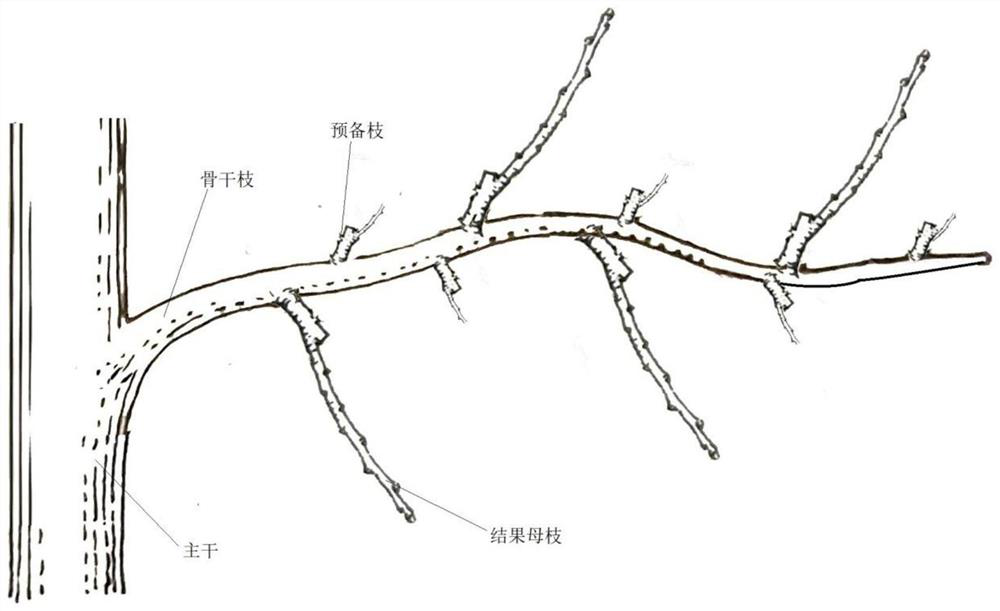 Taiwan morus macroura tree shape suitable for cultivation in northwest of Hubei and cultivation method thereof