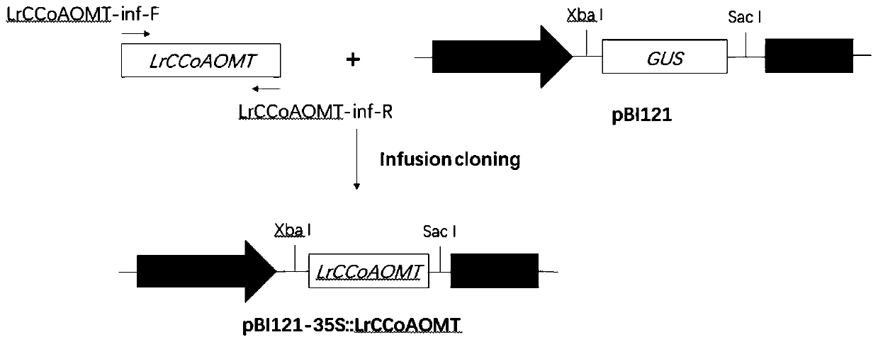 Lilium regale wilson LrCCoAOMT gene and application thereof