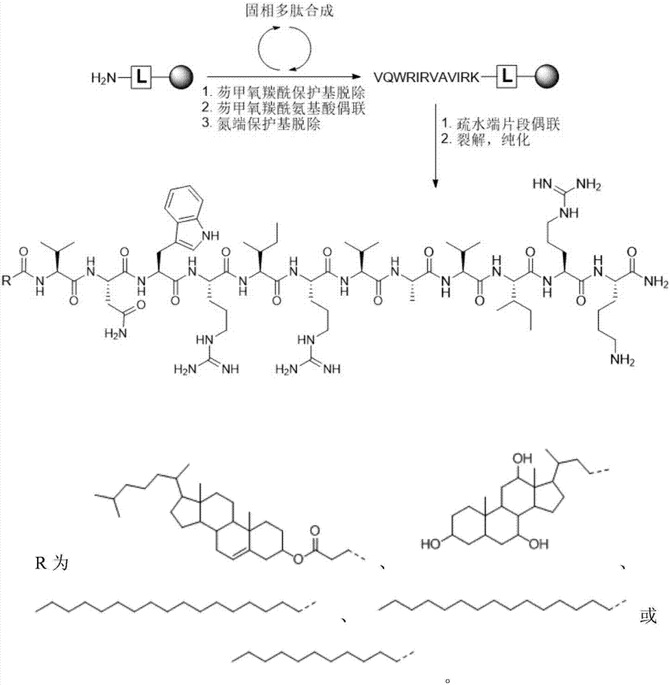 Antibacterial peptide derivate and application thereof