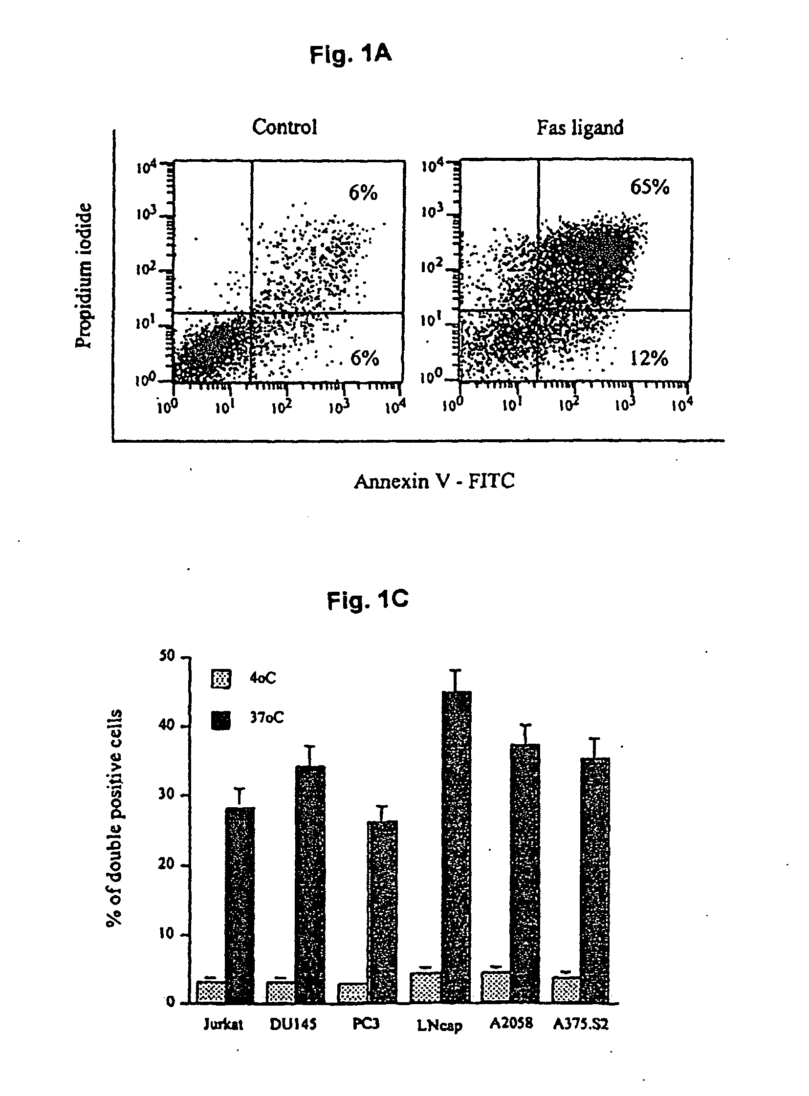 Use of allogeneic cell lines to load antigen-presenting cells to elicit or eliminate immune responses