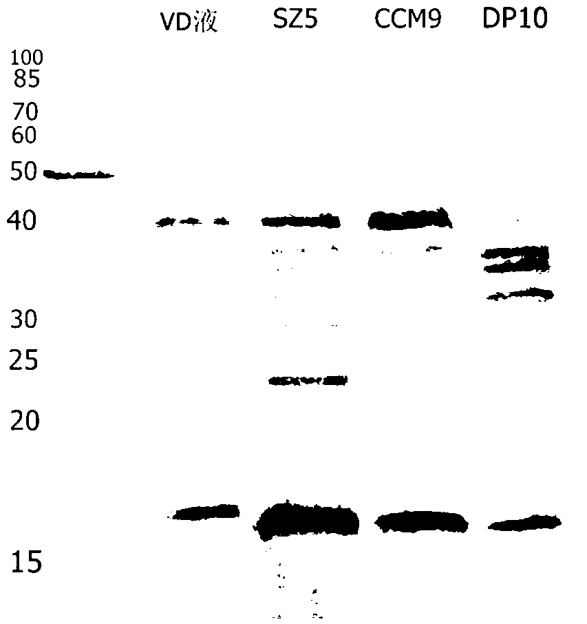 Method for obtaining endophytic bacteria for degrading verticillium dahlia toxin protein and application in preventing and treating plant verticillium wilt