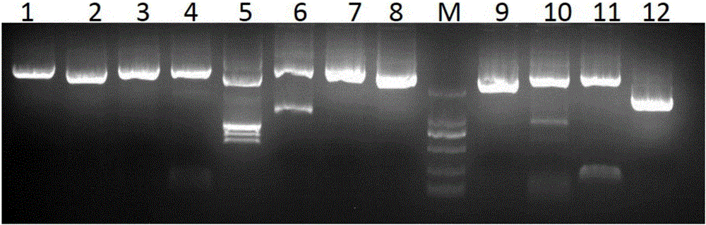 Adenovirus detection and sequencing primer combination and application