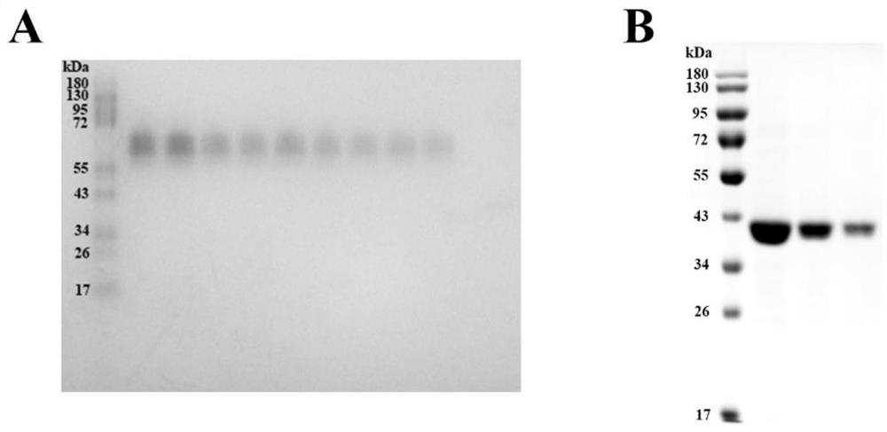 A kind of threonine dehydratase and its application