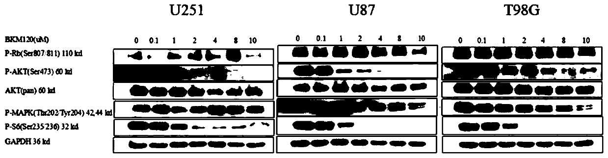 Pharmaceutical application of a pi3k and mth1 targeting drug composition