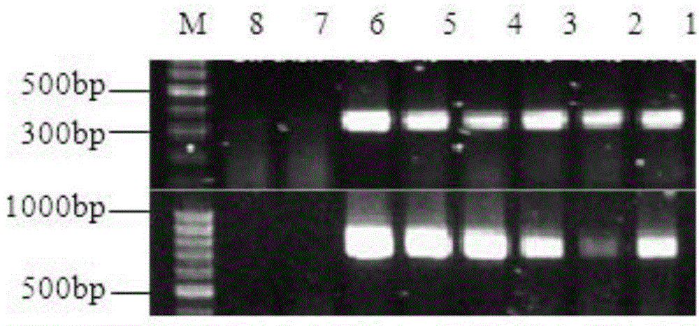 Transgenic glyphosate-resistant soybeans as well as preparation method and application thereof