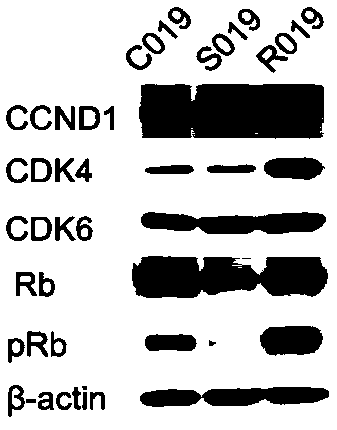 Combination of cdk4/6 inhibitor combined with her2 inhibitor for gastric cancer treatment