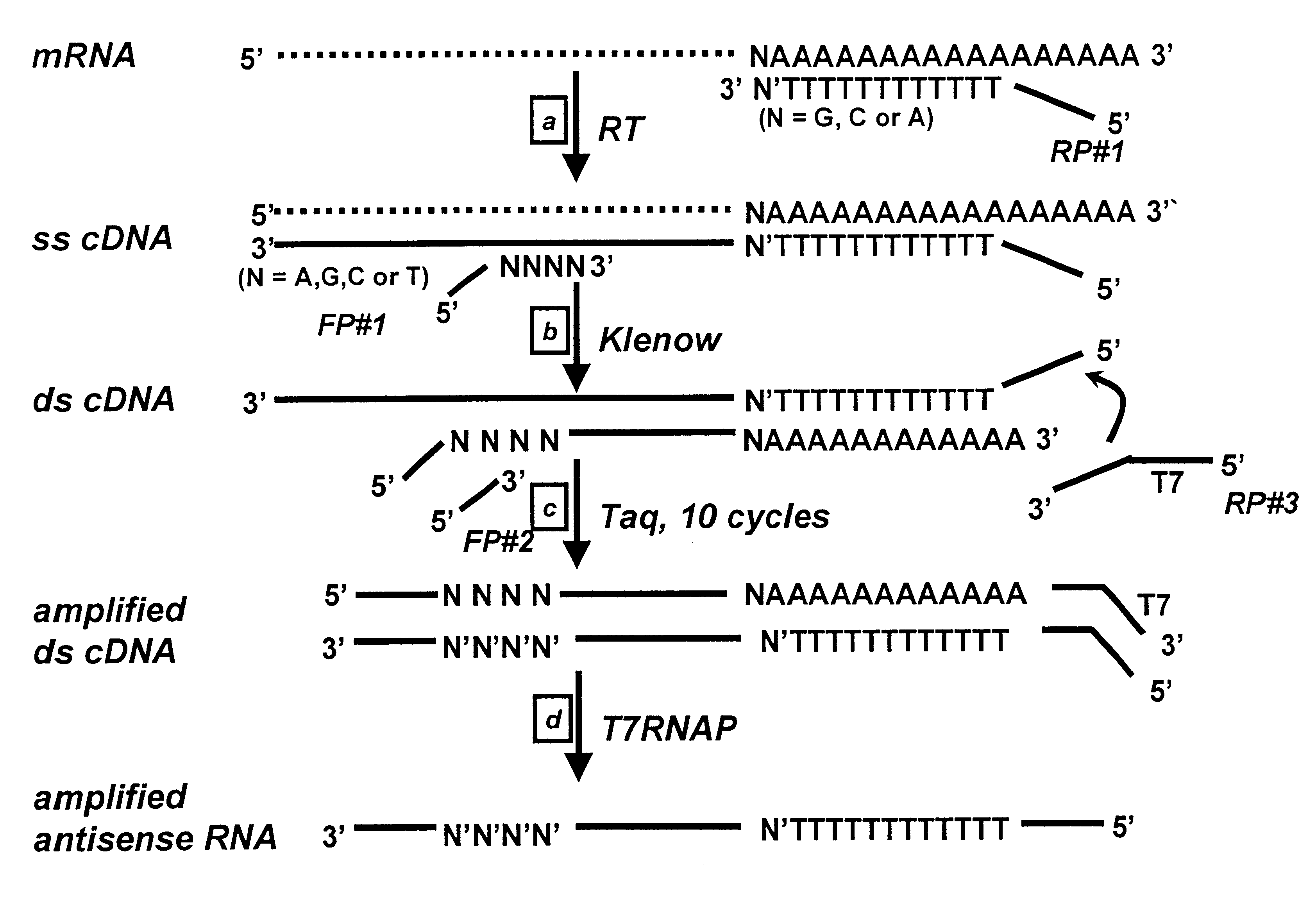 RNA amplification method