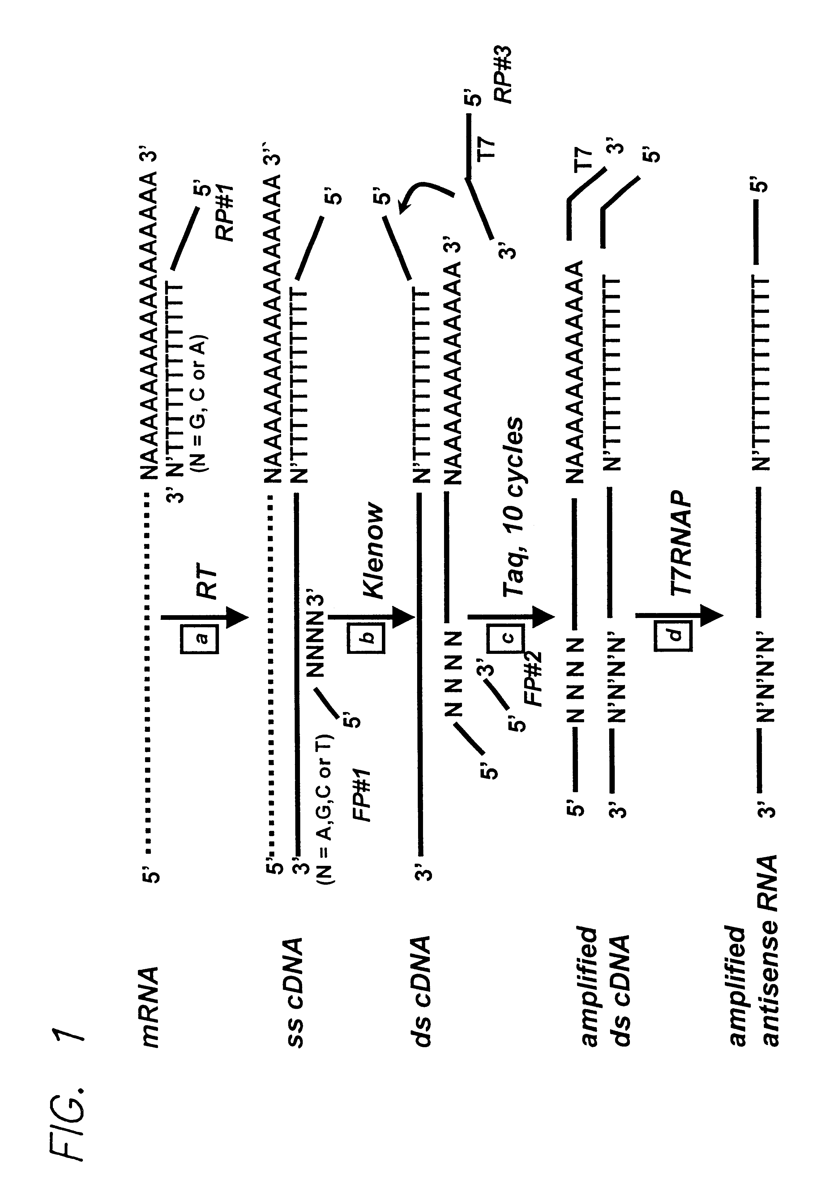 RNA amplification method