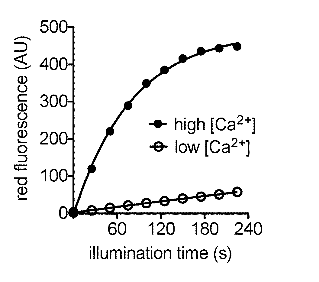 Fluorescent protein-based calcium integrators