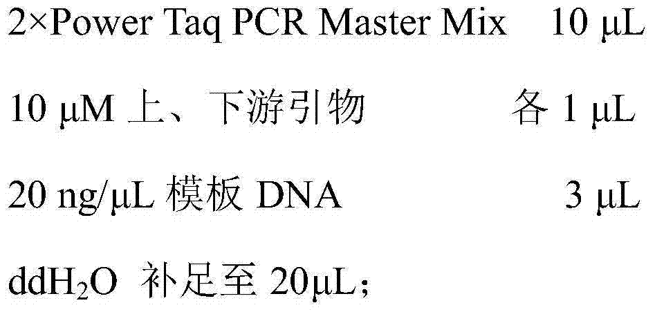 Specific marker primers and detection methods of Camellia oleifera Varieties Changlin 18 and 21