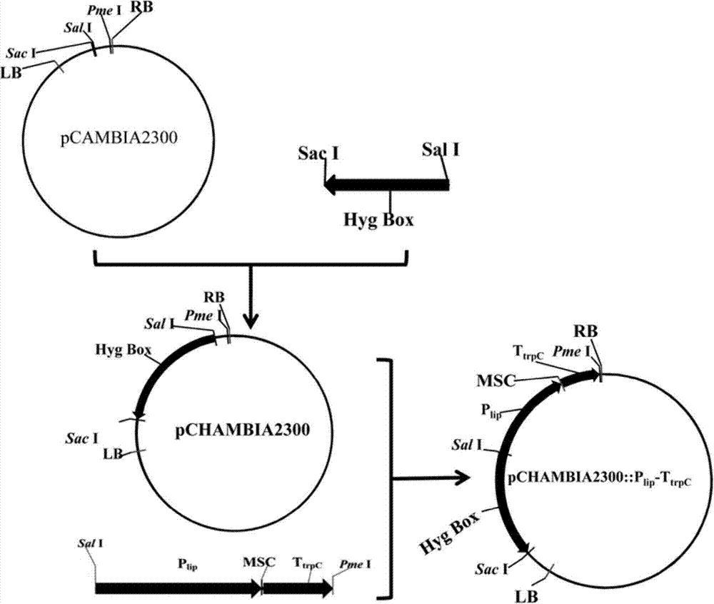 Expression equipment and genetically engineered bacterium for expressing foreign proteins in penicillium expansum cells