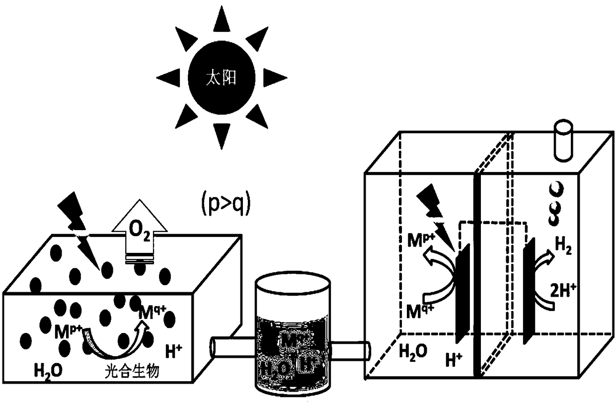 Photosynthesis and (photo-catalysis) electro-catalysis combination system separated type hydrogen production method through water splitting