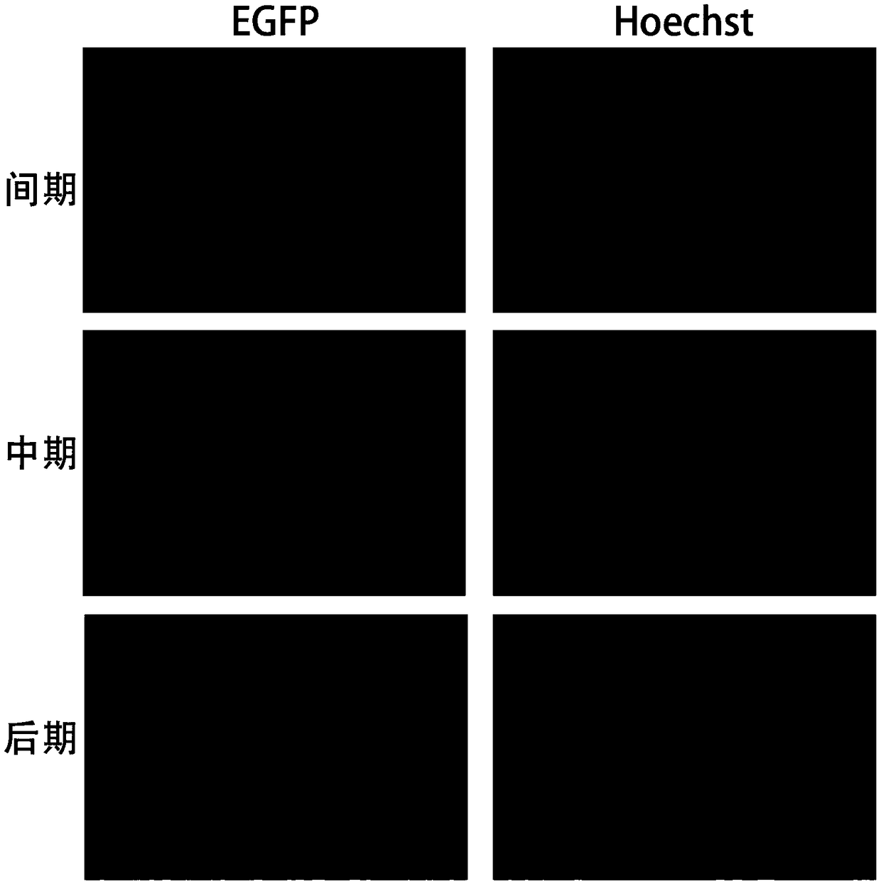 Lentiviral expression vector for permanently labeling nuclei and labeling method