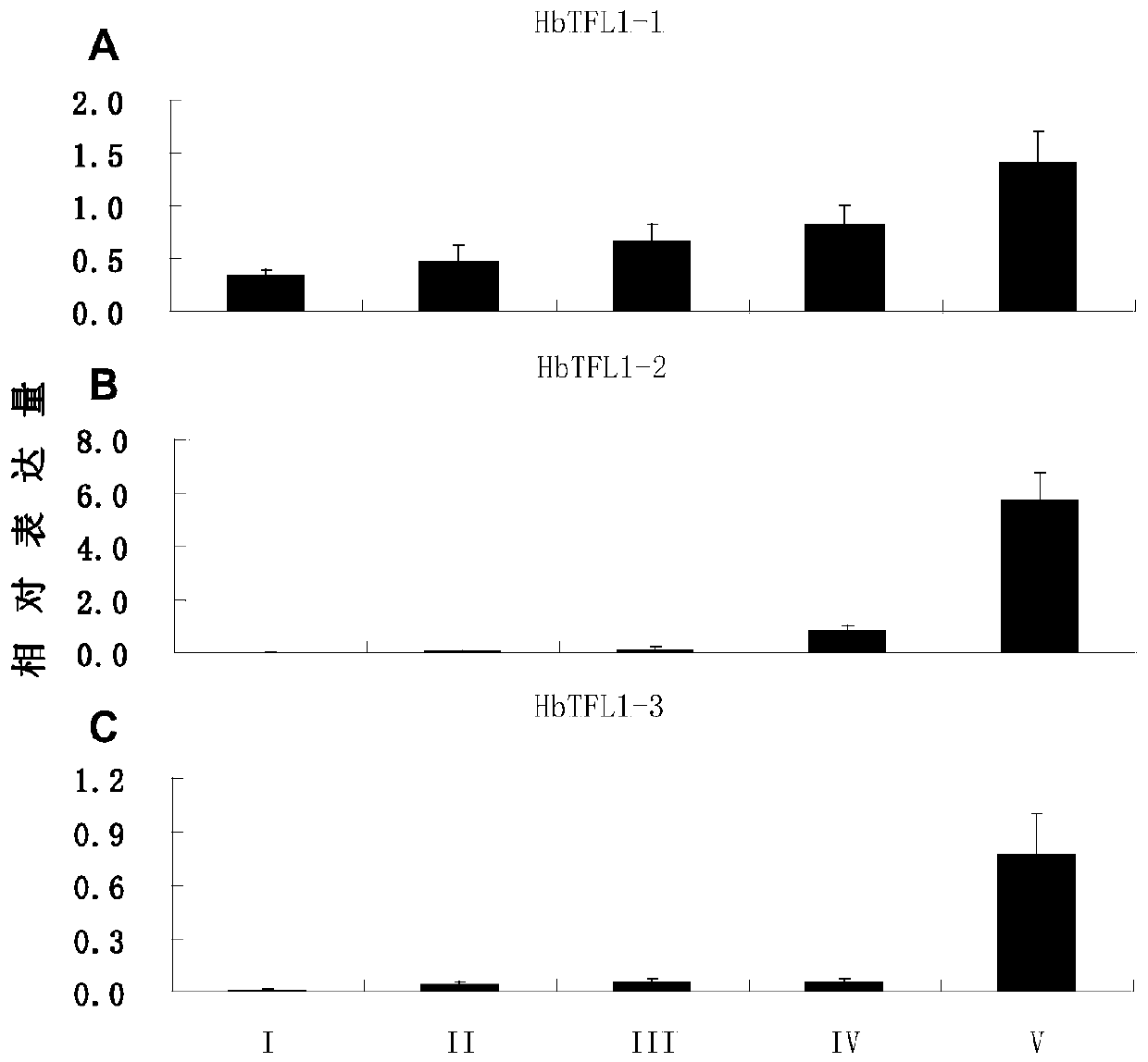 A rubber tree flowering regulatory protein hbtfl1-3 and its coding gene and application