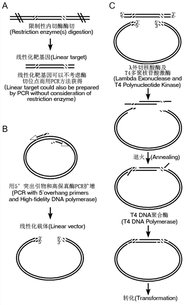 Method for simulating recombination and non-trace cloning