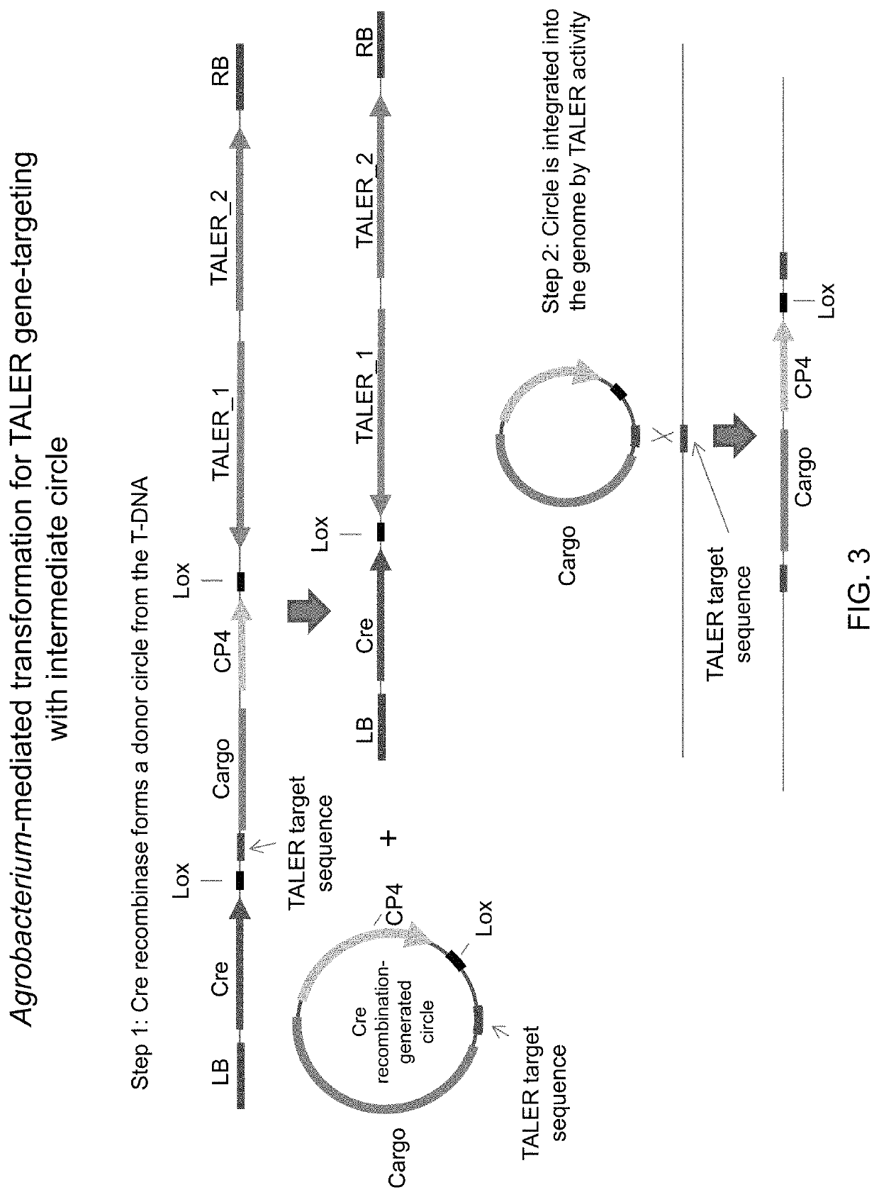 Methods for targeted transgene-integration using custom site-specific DNA recombinases