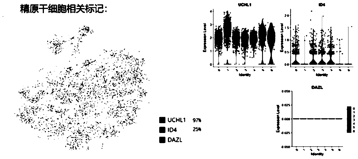Method for directly transdifferentiating mesenchymal stem cells into sperms by using transcription factor FOXO1