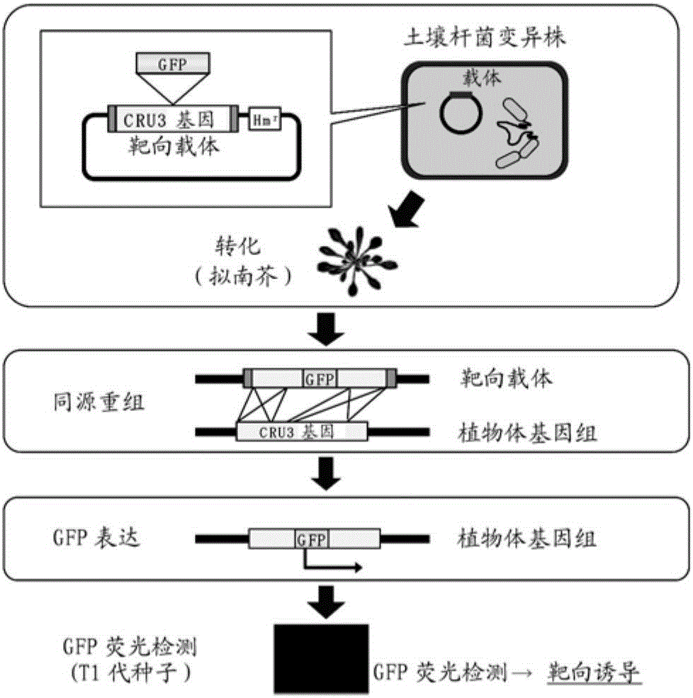 Agrobacterium and transgenic plant manufacturing method using such agrobacterium