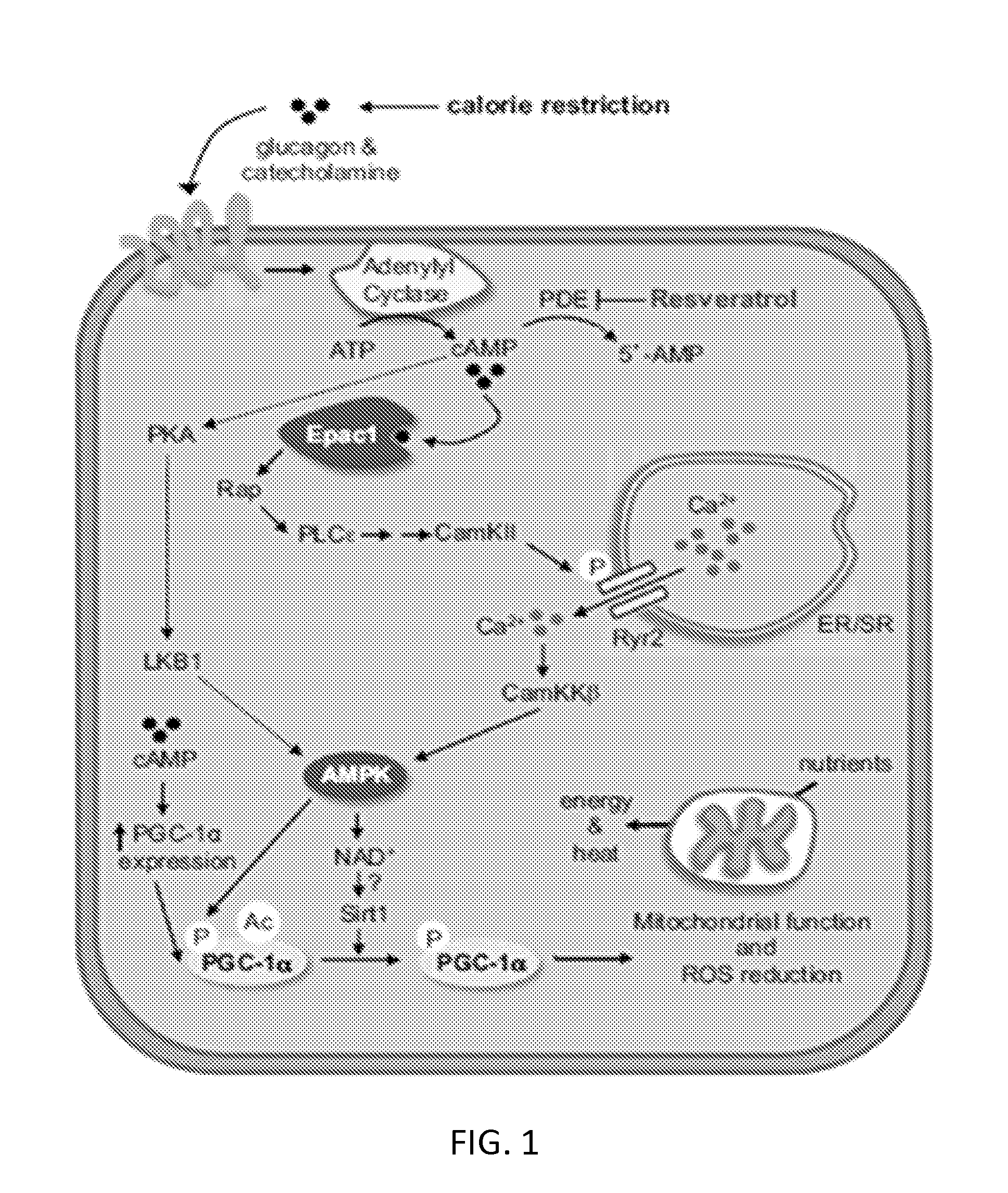 Compositions and methods for the reduction or prevention of hepatic steatosis