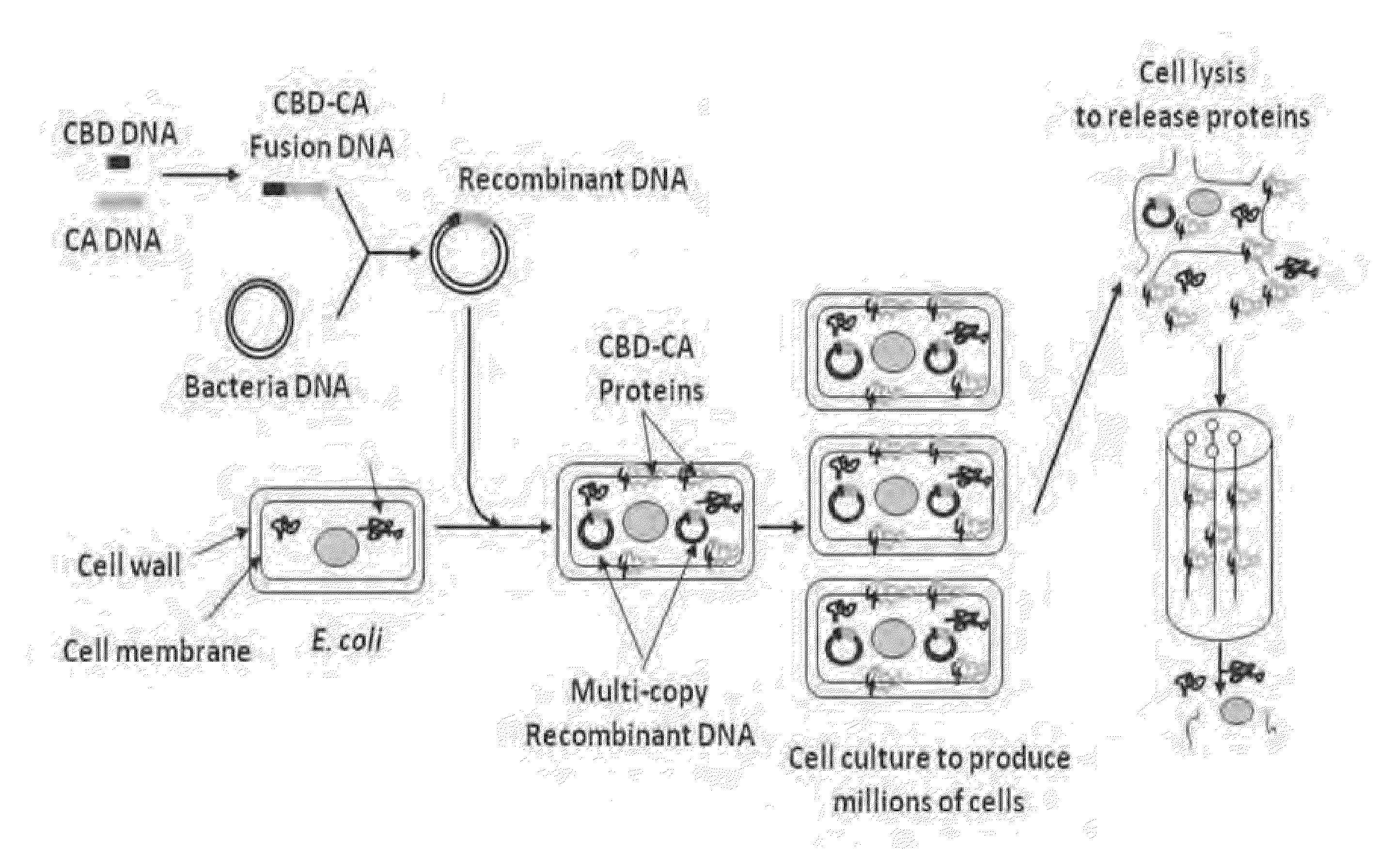 Novel fusion carbonic anhydrase/cellulose binding polypeptide encoded by a novel hybrid gene, and method of creating and using the same