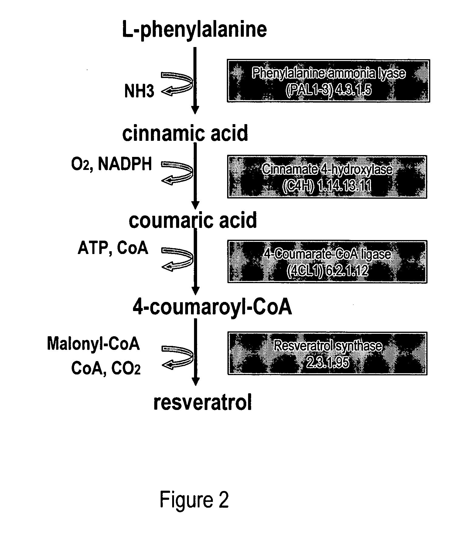 Metabolically engineered cells for the production of resveratrol or an oligomeric or glycosidically-bound derivative thereof