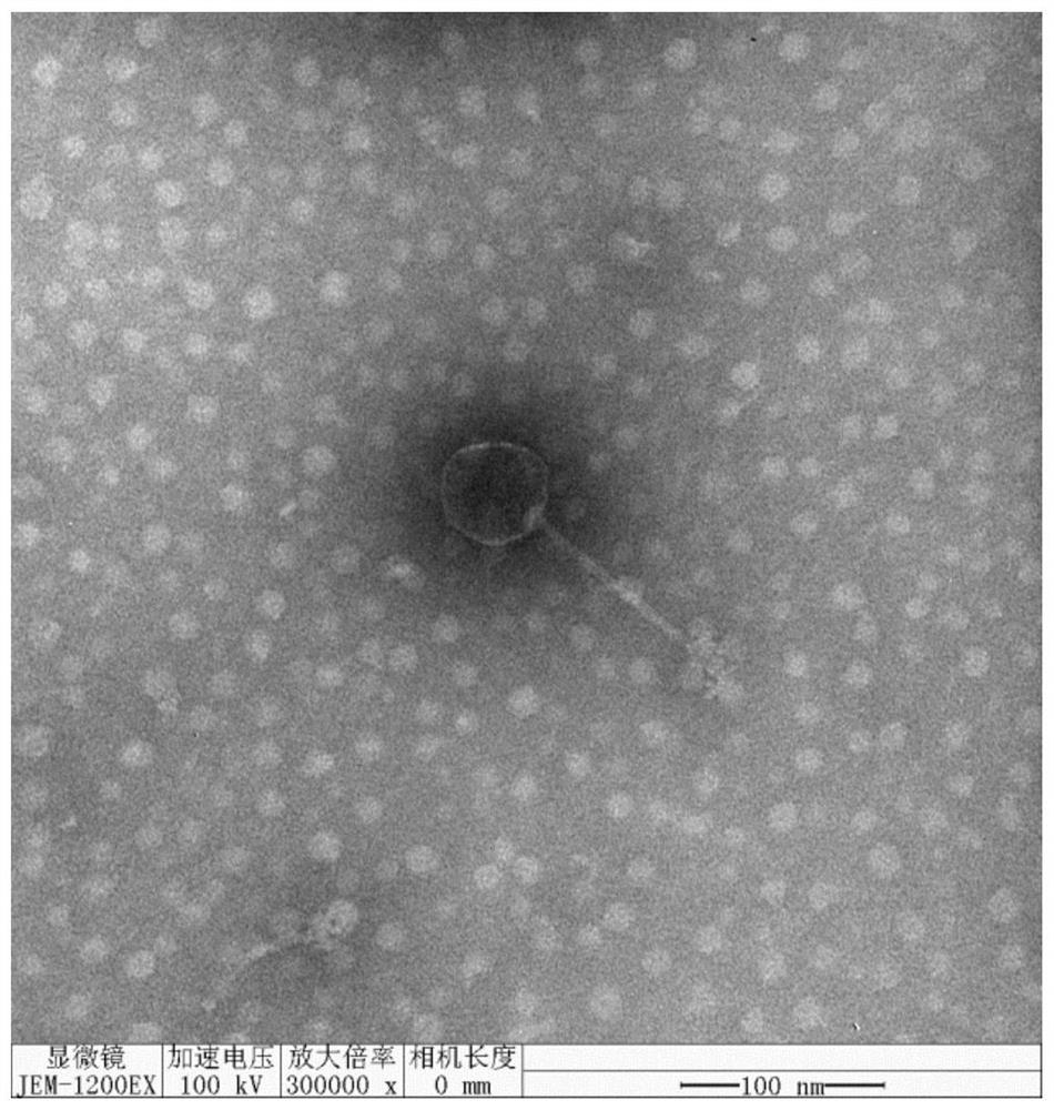 A high-temperature-resistant strong Proteus phage rdp-sa-20018 and its application
