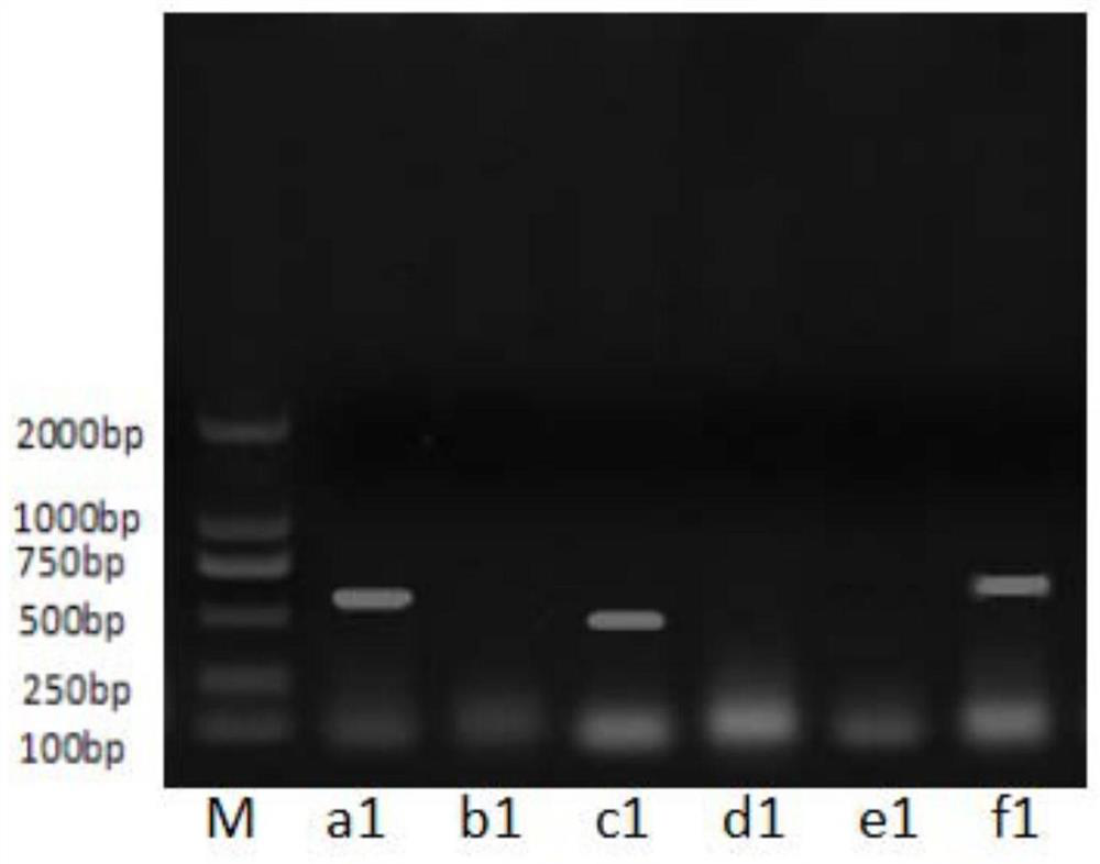 A high-temperature-resistant strong Proteus phage rdp-sa-20018 and its application