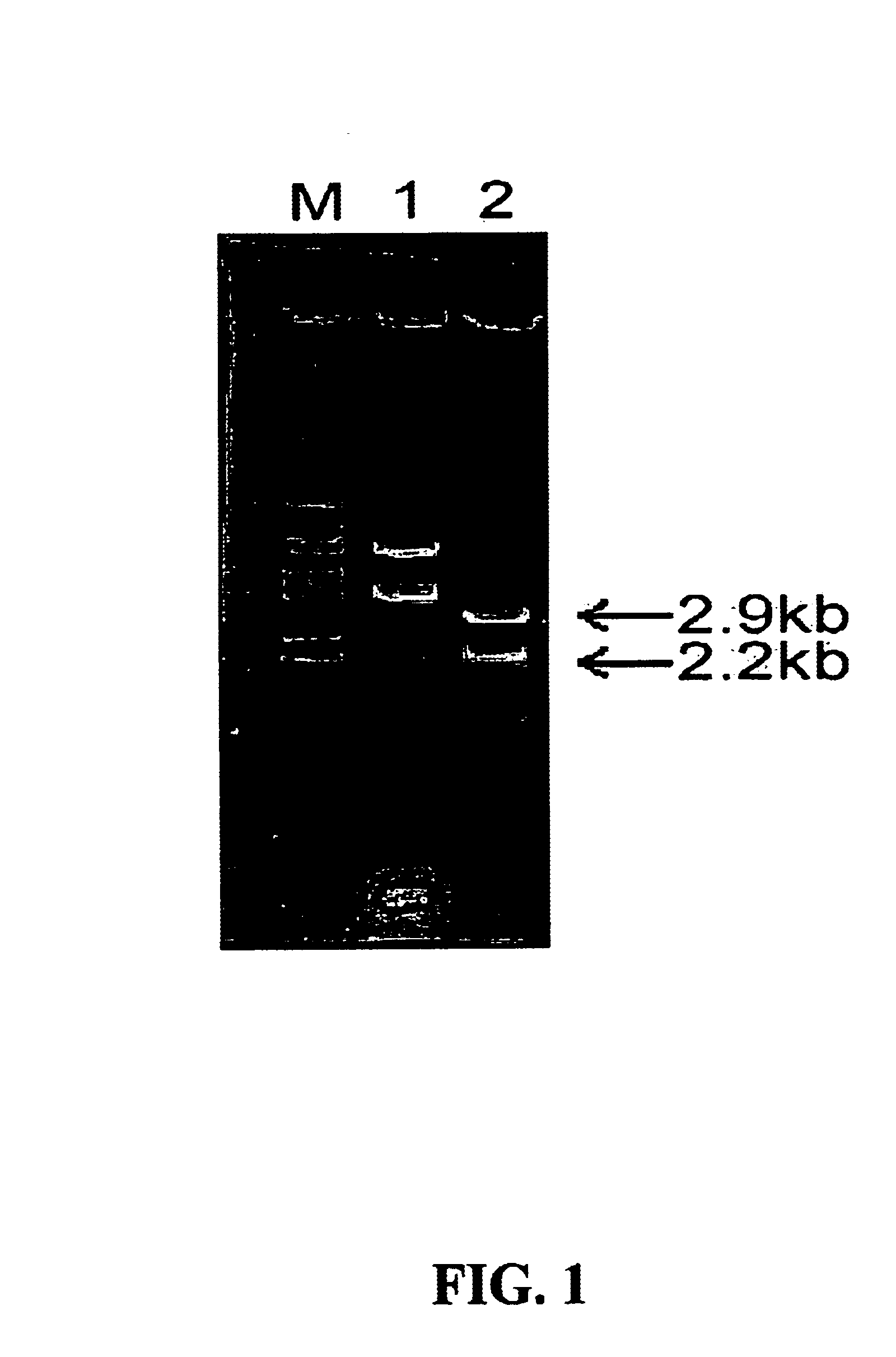 Recombinant plasmid pDSBCm, microorganisms transformed therewith, and method for producing an alkaline protease VapK