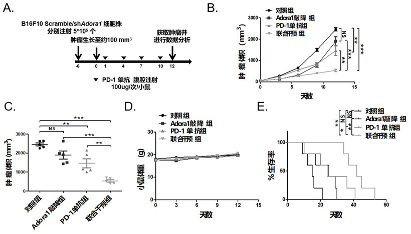 Application of adora1 in the preparation of pd-l1/pd-1 monoclonal antibody tumor immunotherapy drugs