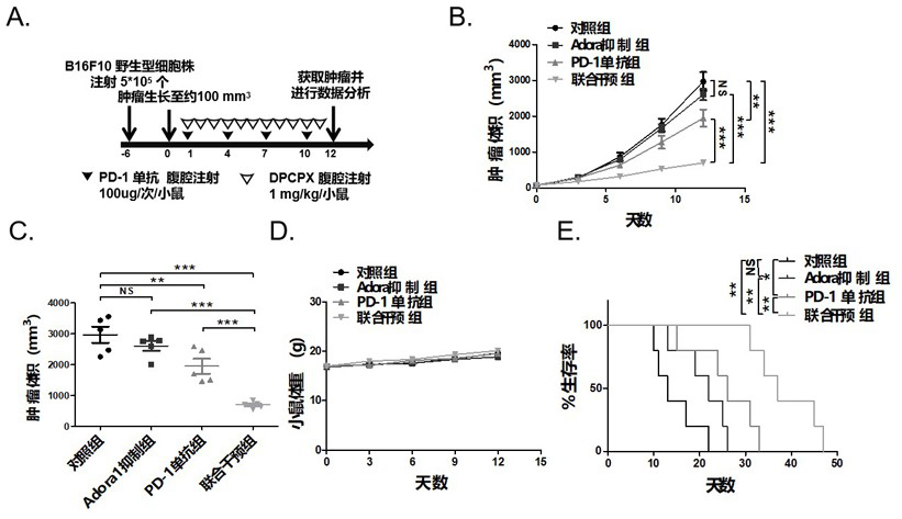 Application of adora1 in the preparation of pd-l1/pd-1 monoclonal antibody tumor immunotherapy drugs