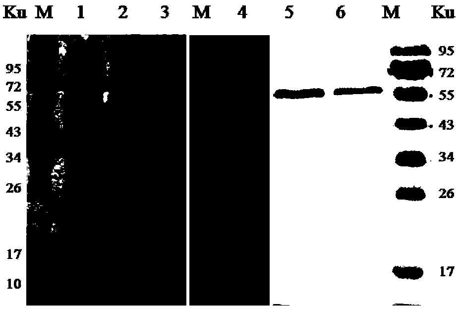 Monoclonal antibody (EEEV-5F4) resisting EEEV I E2 protein, B-cell epitope peptide recognized by EEEV-5F4 as well as application of EEEVI-5F4 and B-cell epitope peptide