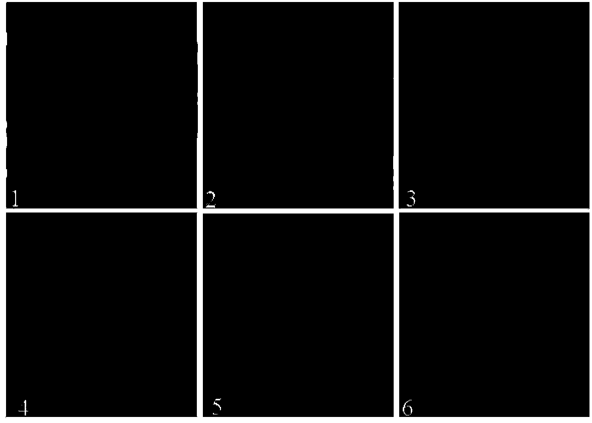 Monoclonal antibody (EEEV-5F4) resisting EEEV I E2 protein, B-cell epitope peptide recognized by EEEV-5F4 as well as application of EEEVI-5F4 and B-cell epitope peptide