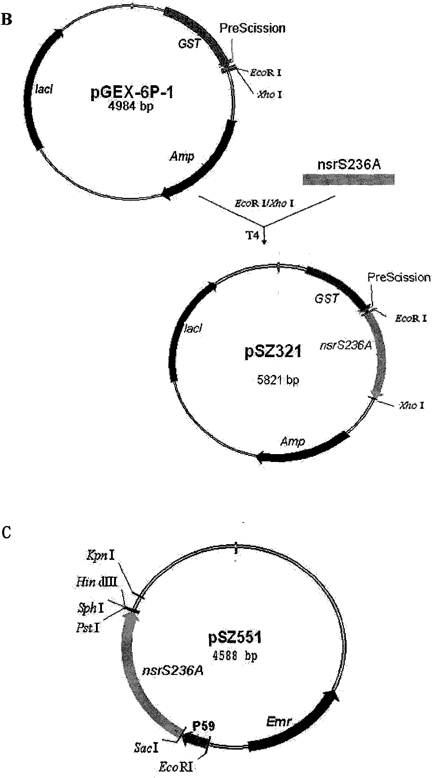 Mutant protein capable of being combined with nisin, and coded gene and application thereof