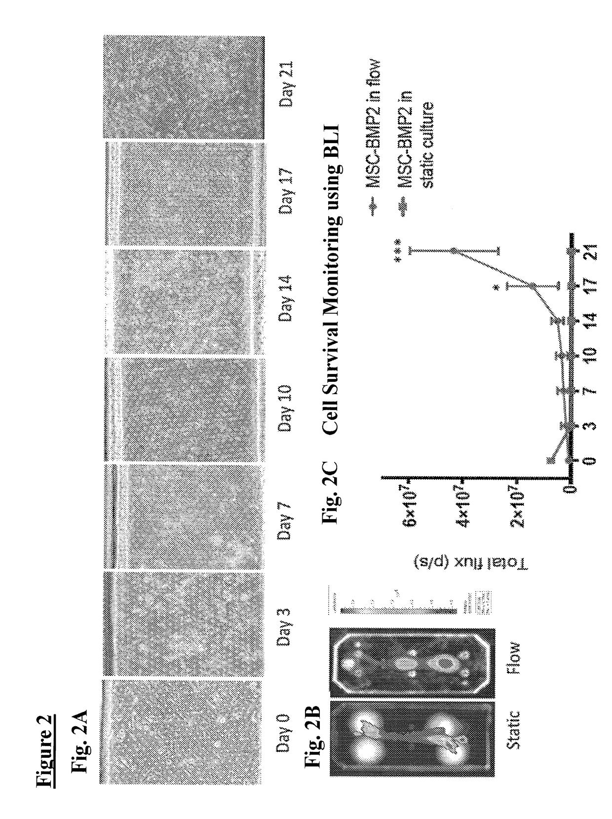 Method of osteogenic differentiation  in microfluidic tissue culture systems