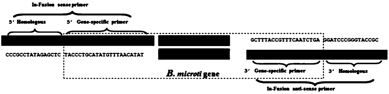 Babesia mocroti 2D97 antigen protein and application thereof