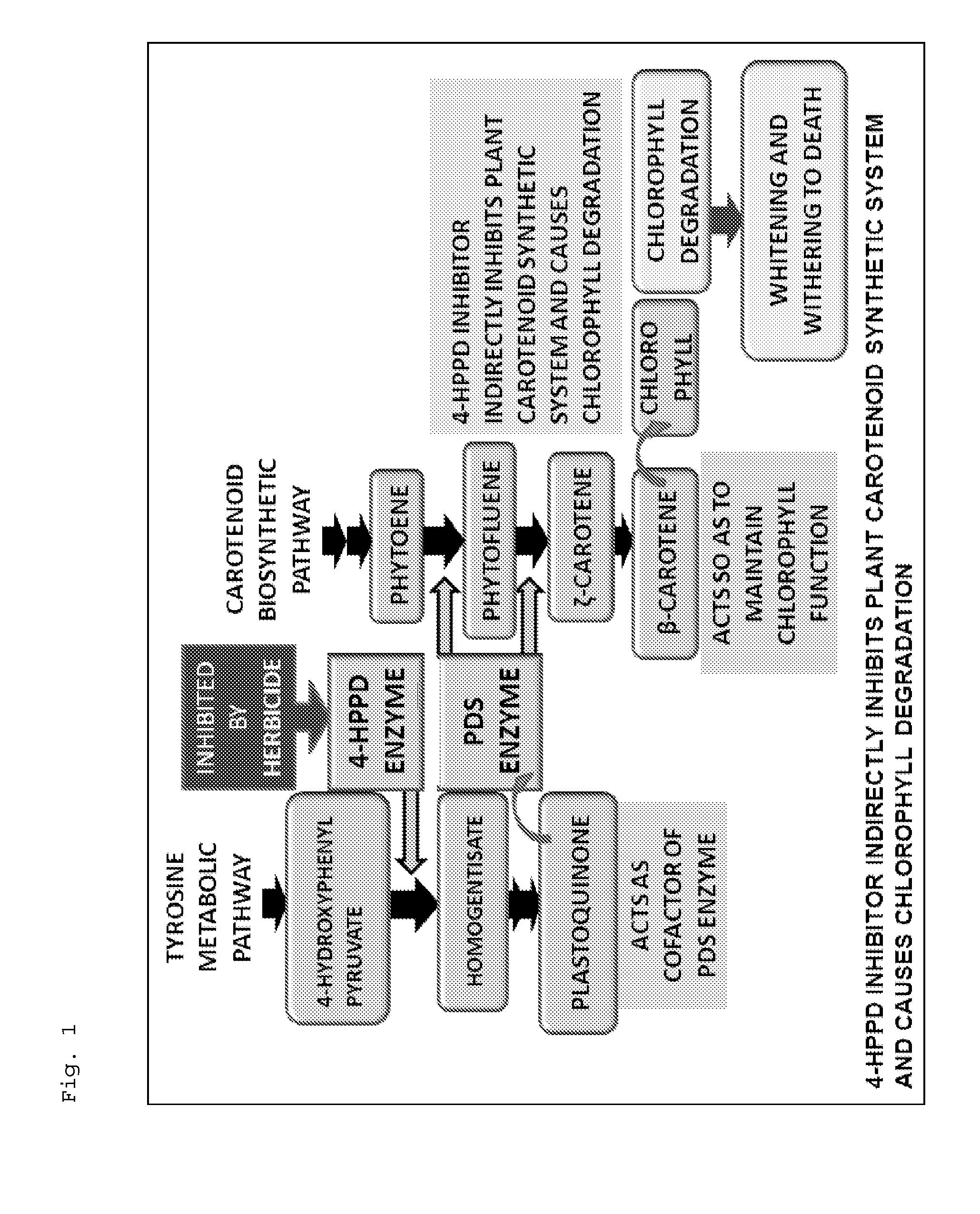 Plant having increased resistance or susceptibility to 4-hppd inhibitor