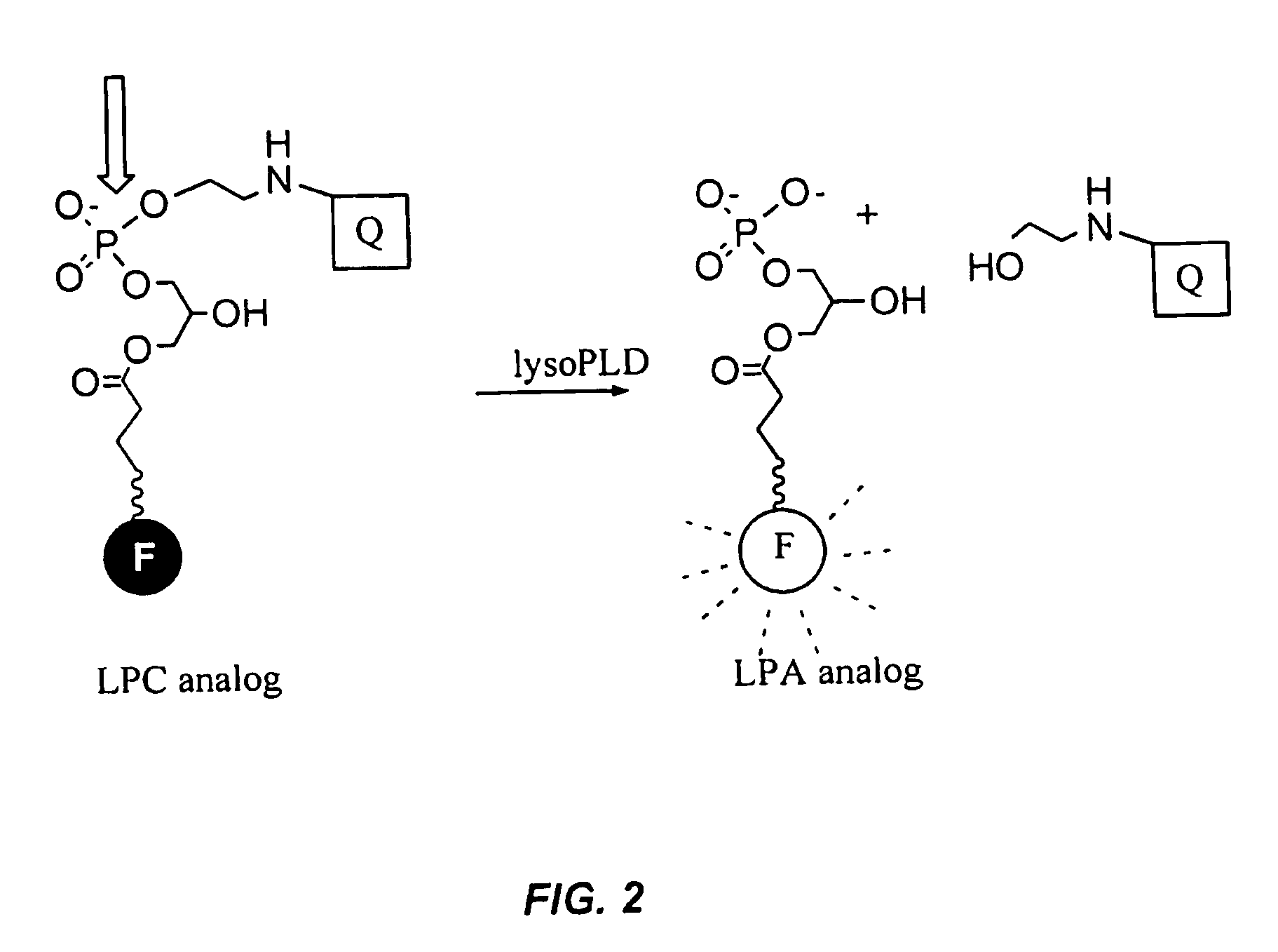 Compounds and methods of use thereof for assaying lysophospholipase D activity