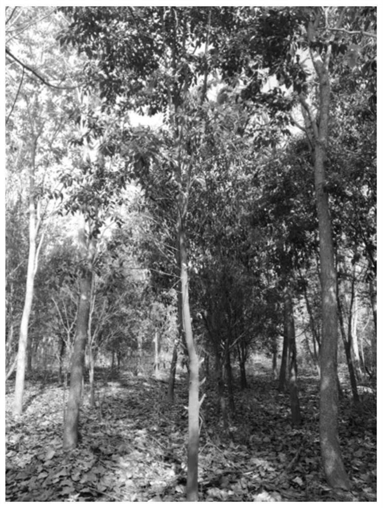 A Planting Method for Promoting the Rapid Growth of Sandalwood by Mixing Different Ages