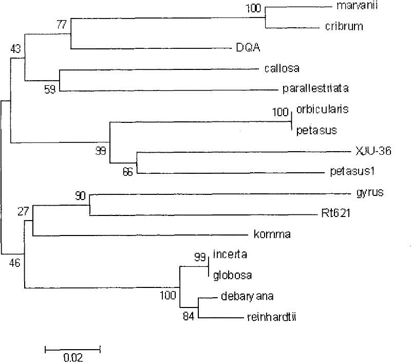 Chlamydomonas strain and application thereof