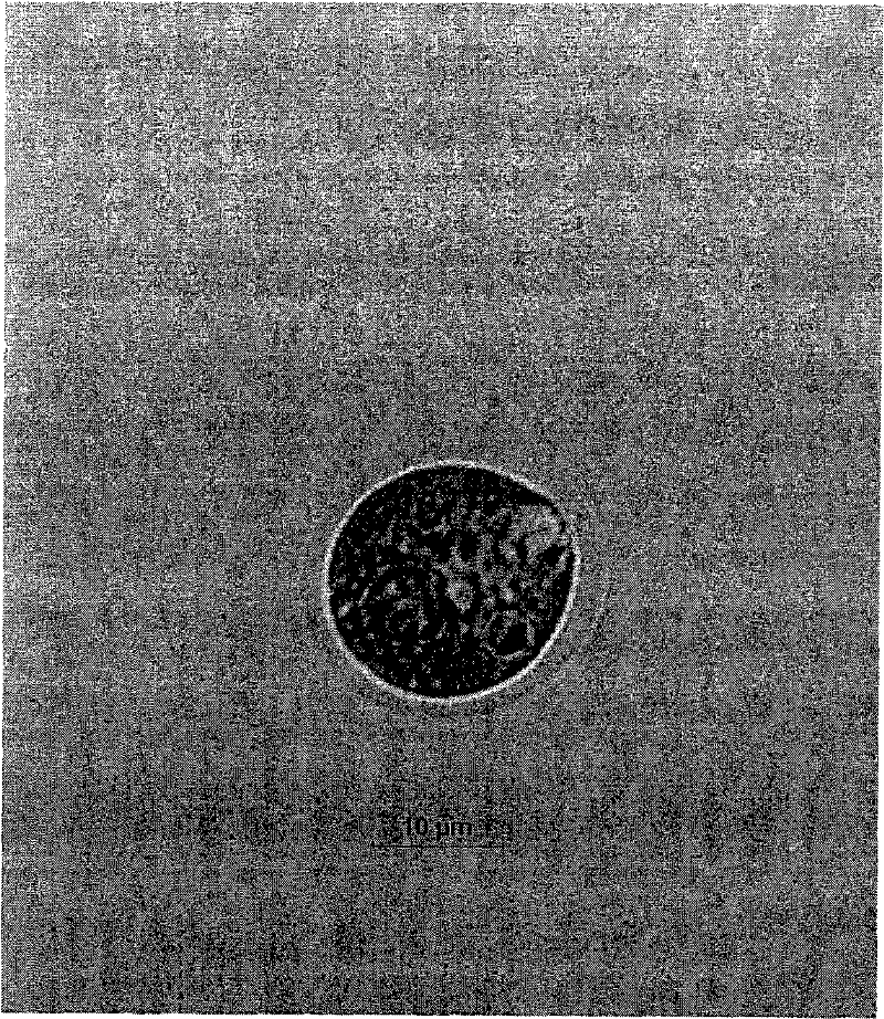 Chlamydomonas strain and application thereof