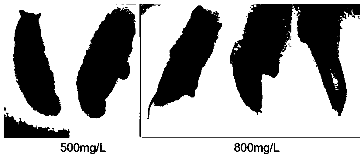 Method for assessing development toxicity of triazole pesticides with drosophila melanogaster