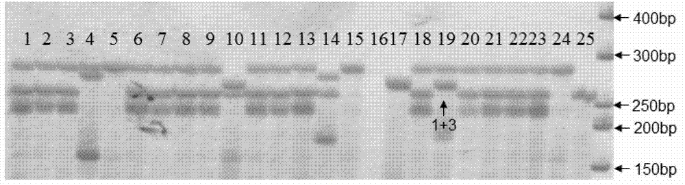 SSR-labeled fingerprint of shiitake mushroom Guangxiang strain, and application thereof
