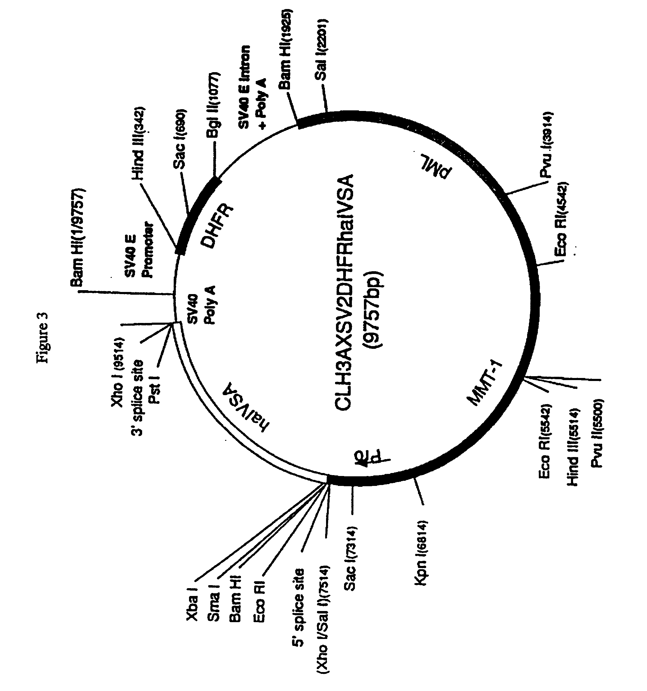 Methods for preventing graft rejection in transplantation and for producing a universal gene therapy host cell using lymphocyte activation (lag-3)